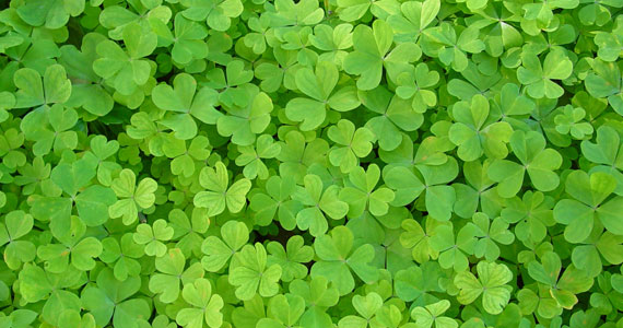 clovers-blog-570px